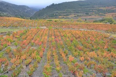 an aerial view of a field with fall foliage at Apartment for 2 in Embres in Embres-et-Castelmaure