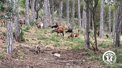 a herd of animals walking in the woods at Chateau st-auriol - la bergerie in Lagrasse