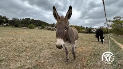 a donkey standing in a field with a cow at Chateau st-auriol - magnanerie in Lagrasse