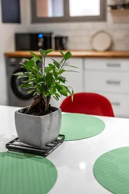 a potted plant sitting on top of a table at Darja in Carcassonne