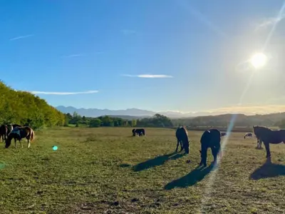 a group of horses grazing in a field at Mobil-home 3 pièces avec terrasse à Camon - API-1-52-1043 in Camon