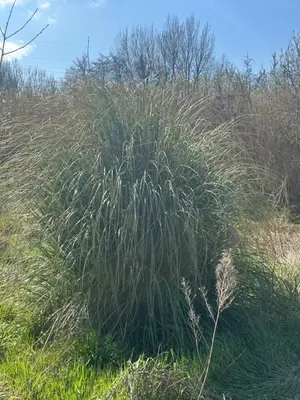a tall grass plant in the middle of a field at La petite Chaumière in Bouilhonnac