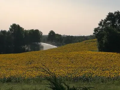 a field of sunflowers on the side of a road at la chambre gourmande, en Richard in Auriac-sur-Vendinelle