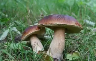 two mushrooms sitting on the grass in the grass at Maison au pied de la Montagne Noire proche Carcassonne in Cassagnolles