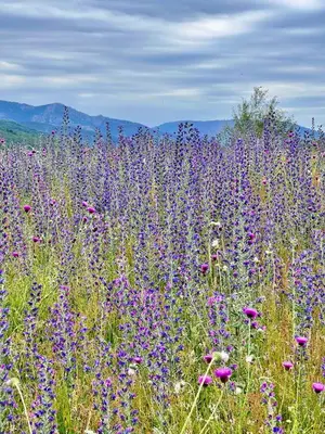 a field of purple flowers with mountains in the background at Grand gîte proche des lacs in Prémian