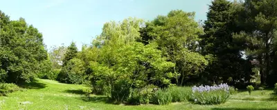 a garden with trees and purple flowers in the grass at Small artist's house I Petite maison d'artiste in Saint-Michel-de-Lanès