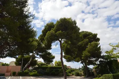 a group of trees in a parking lot at Pavillon rénové avec terrasse & piscine in Gruissan