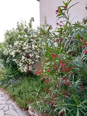 a garden with flowers and plants next to a building at Villa Pamprenelle in Poilhès