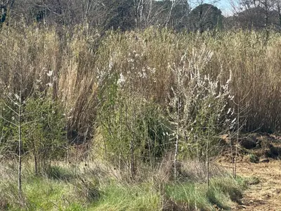 a field of tall grass with white flowers in it at Ma petite chaumière in Bouilhonnac
