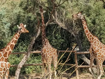 three giraffes are standing next to a fence at La Pepiniere a beautiful air-con villa with private pool In the canal-side village of Homps in Homps