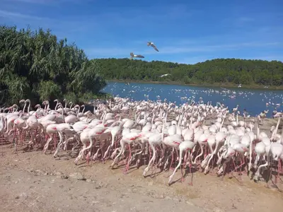 a large flock of pink flamingos standing next to a body of water at Maison avec beaucoup de caractères in Bages