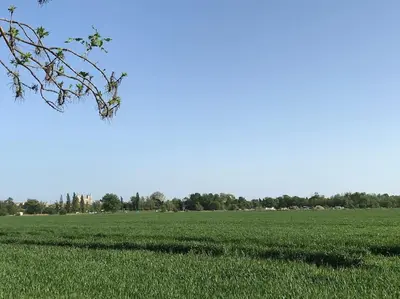 a field of green grass with a tree in the foreground at Gîte Narbonne 15 personnes in Narbonne
