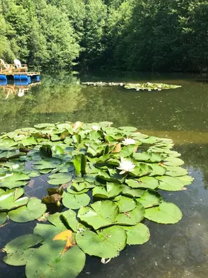 a pond filled with lots of green lily pads at Old Farmhouse Surrounded By Nature In Sidobre in Burlats