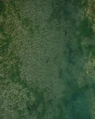 a group of ducks swimming in the water at Les Figuiers de Tamaroque in Portel-des-Corbières