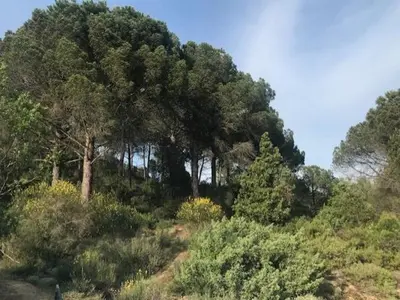 a group of trees in a field with bushes at Villa Lana in Verzeille