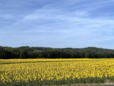 a large field of yellow flowers on the side of a road at Las Mijeannos in Cazalrenoux