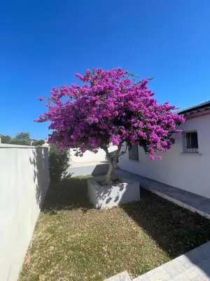 a purple tree in a pot next to a building at Villa Élégance in Peyriac-de-Mer