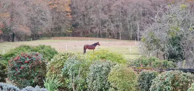 a horse standing in the middle of a field at L'echappee nature le grand gite in Saint-Benoît
