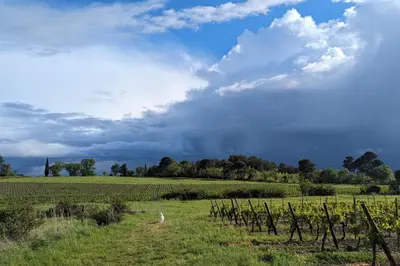a field with vineyards under a cloudy sky at La ventaillole in Ventenac-Cabardès