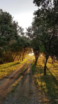 a dirt road with trees on the side of a field at La ventaillole in Ventenac-Cabardès