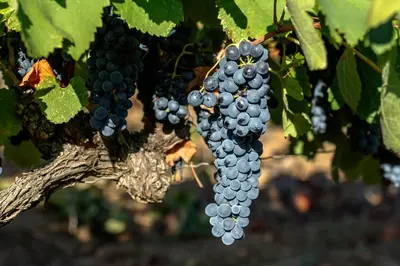 a bunch of grapes hanging from a tree at Le Vieux Tilleul - Maison de vacances in Ferrals-lès-Corbières