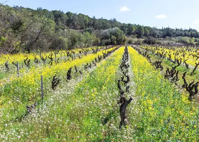 a field of yellow flowers and vines at Le Vieux Tilleul - Maison de vacances in Ferrals-lès-Corbières