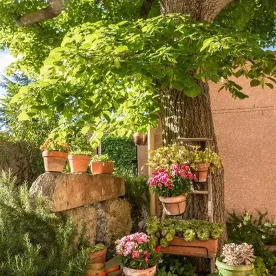 Le Vieux Tilleul - Maison de vacances