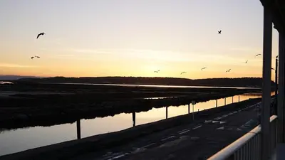 a group of birds flying over a body of water at AIG 55 – Chalet individuel – Avenue de la Jetée – Gruissan – 6/7 personnes in Gruissan