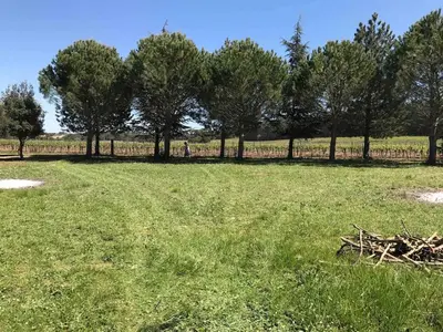 a group of trees in a yard with plants at Villa avec piscine, jardin de 8000m2, cuisine extérieur à 20min de Carcassonne in Arzens
