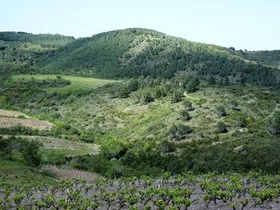 a hillside with purple flowers and trees on it at Maison cosy au coeur du Pays Cathare - Corbières in Cascastel-des-Corbières