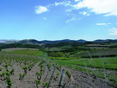 a view of a vineyard in the hills at Maison cosy au coeur du Pays Cathare - Corbières in Cascastel-des-Corbières