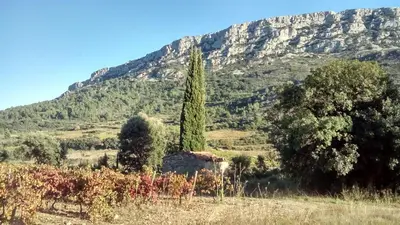 a tree in a field with a mountain in the background at Domaine Vents Du Sud in Vingrau
