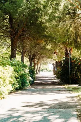 a tree lined road with a row of trees at Le Relais De Pigasse in Ouveillan