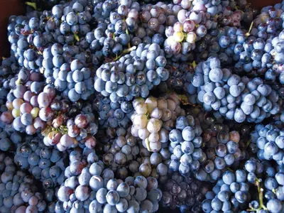 a pile of grapes sitting on top of each other at Holiday Home in Montbrun with Pool & Vineyards in Montbrun-des-Corbières