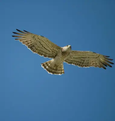 a bird flying in the blue sky at Le Petit Viala in Capestang