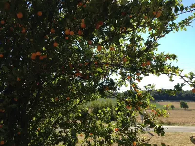 an orange tree with fruits on it in a field at Les Roulottes Du Lauragais in Montmaur