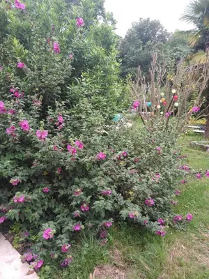a bush with pink flowers in a yard at Château de la Prade in Bram