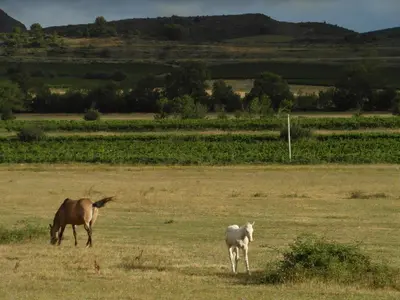 a horse and a goat grazing in a field at Bergerie Du Plo in Montlaur