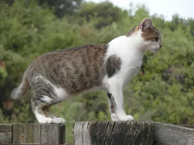 a cat standing on top of a wooden fence at Bergerie Du Plo in Montlaur