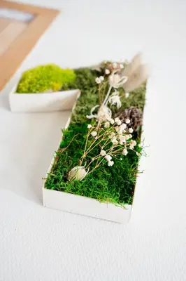 two plants in a box with moss and flowers at Hotel de France in Narbonne