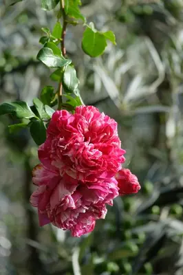 a close up of a pink flower at B&B Coup de Coeur in Bram