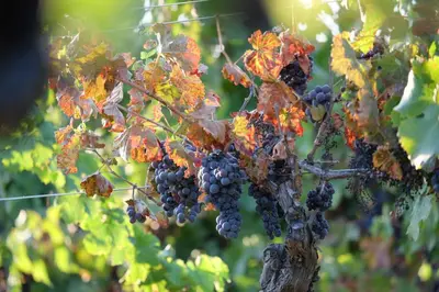 a bunch of grapes hanging from a tree at B&B Coup de Coeur in Bram