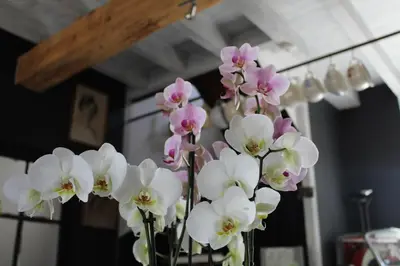 a vase filled with white and pink flowers at Le Clos des Troubadours in Pennautier
