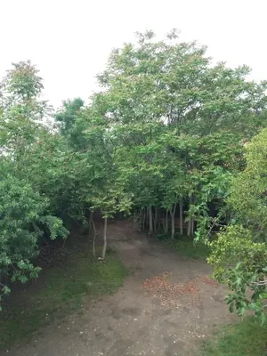 a group of trees with a dirt road between them at Apartment Albert parking privé gratuit in Limoux