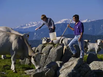 two men standing on rocks with a herd of cows at Mas Lluganas in Mosset