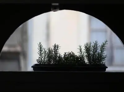 two potted plants sitting on a window sill at Le Relais de la Maison Bacou in Carcassonne