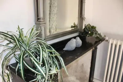 a mirror and a potted plant on a table at H2o Chambres d'Hôtes in Peyriac-de-Mer