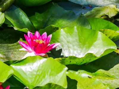 a pink water lily in a pond with green leaves at La bergerie du chateau de Fitou in Fitou