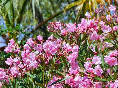 a bunch of pink flowers in front of some trees at La bergerie du chateau de Fitou in Fitou