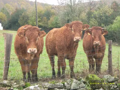 three brown cows standing next to a wire fence at Gîte de Rouayras in Nages